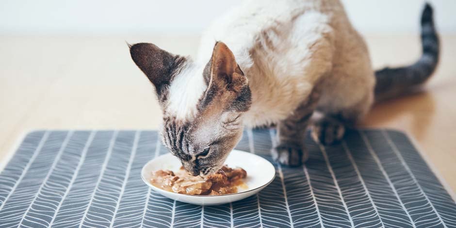 que-comen-los-gatitos-bebes - Húmedo Lo que comen los gatitos bebés da las bases de su desarrollo. Michi comiendo alimento húmedo.