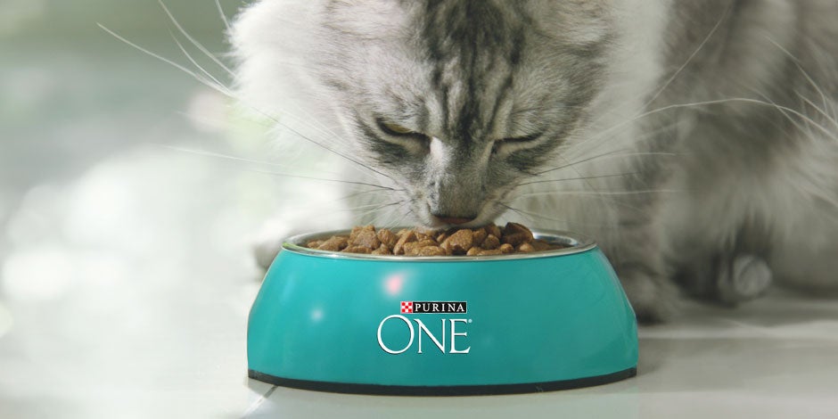que-comen-los-gatitos-bebes - ONE Elegi bien lo que comen los gatitos bebés, como este que está comiendo de su plato de PURINA® ONE®.