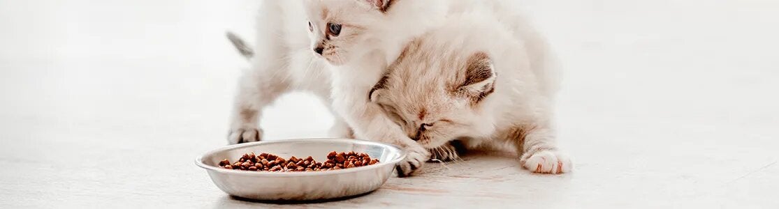 que-comen-los-gatitos-bebes Aprendé qué comen los gatitos bebes, como estos dos junto a su alimento.
