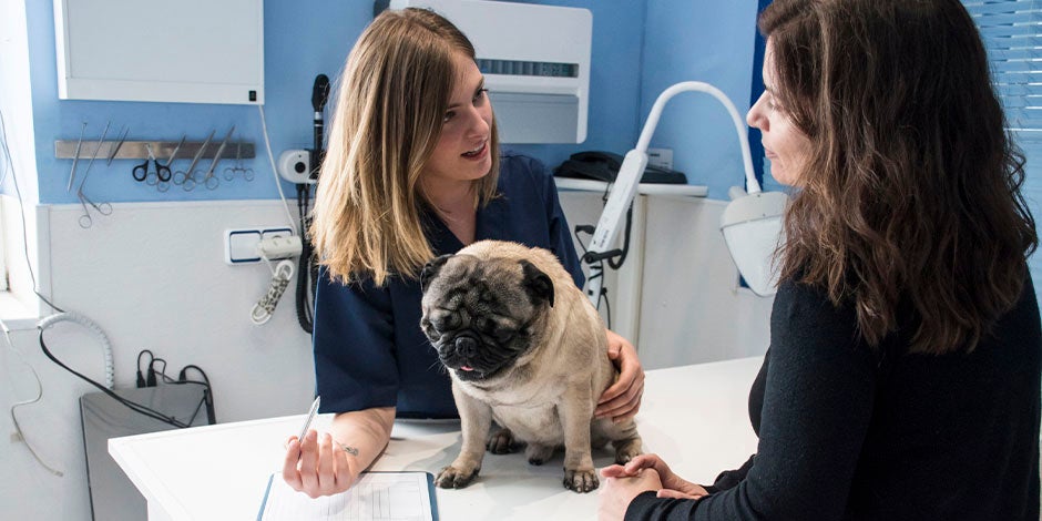 Pug enfermo con su tutora y su veterinaria. Alimento gastrointestinal para perro.