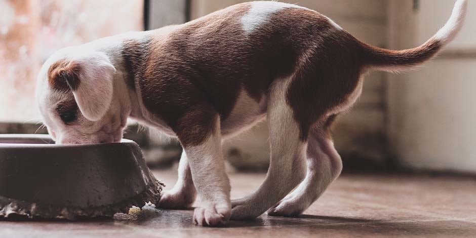 Cambiar alimento perro - Cachorro Cambiar el alimento de un perro según su edad por una fórmula adecuada es clave. Cachorro comiendo.