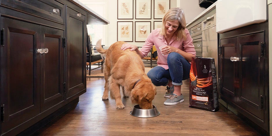 Cambiar alimento perro - Golden Cambiar el alimento de un perro puede beneficiar su bienestar. Golden comiendo junto a su tutora.