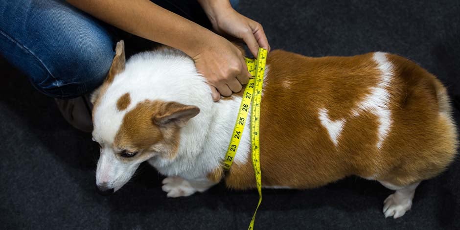 Cambiar alimento perro - Obesidad Si tiene sobrepeso, considerá cambiar el alimento de tu perro. Can con obesidad siendo medido.
