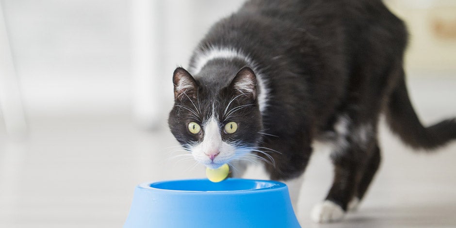 comida-gastrointestinal-para-gatos - Comedero Michi junto a su comedero azul a punto de alimentarse de su comida gastrointestinal para gatos.