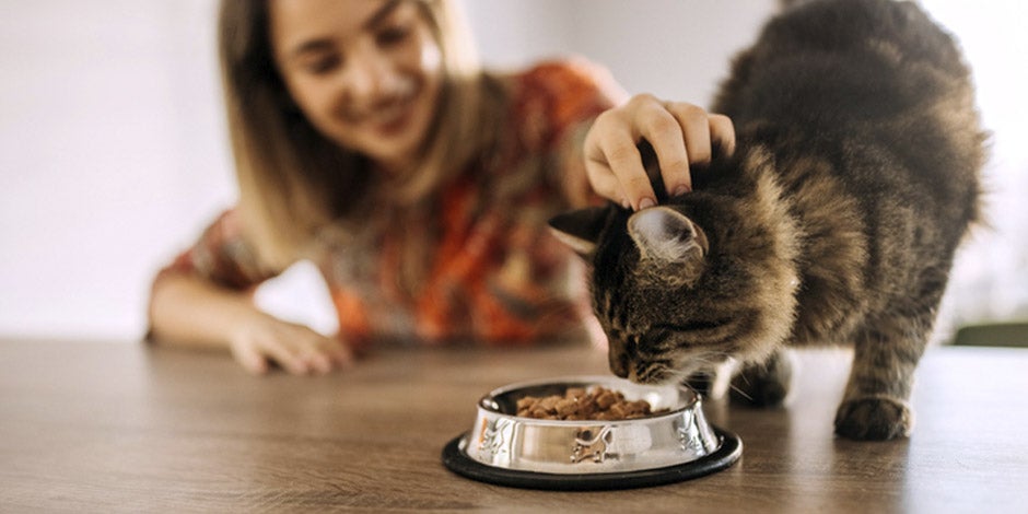 comida-gastrointestinal-para-gatos Tutora alimentando a su mascota con comida gastrointestinal para gatos PURINA®.