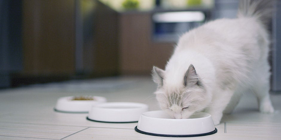 Cuánta comida húmeda se le da a un gato - Blanco Cuánta comida húmeda se le da a un gato cambia según su condición y preferencias. Gato blanco comiendo.