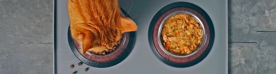 Cuánta comida húmeda se le da a un gato Aprendé cuánta comida húmeda se le da a un gato, como este anaranjado que se alimenta con PURINA®.