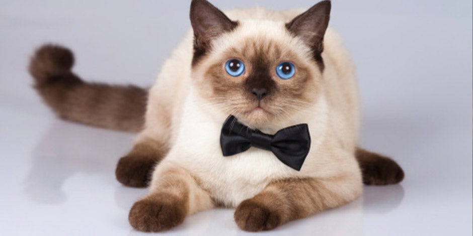 Gato diabético - Siamés Un gato siamés como el de la imagen es más propenso a que se vuelva diabético. Michi con corbatín acostado.