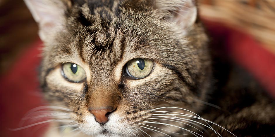 Qué come un gato anciano – Gato anciano Aprendé que come un gato anciano como el de la imagen y mantenelo en óptimas condiciones.
