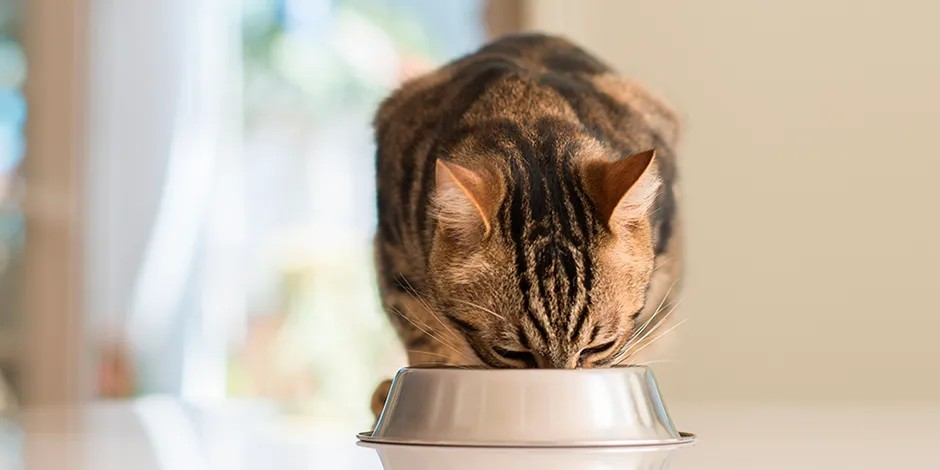 Qué come un gato anciano Michi comiendo de su plato metálico. Aprendé con PURINA® qué come un gato anciano.