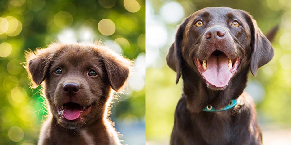 Qué pasa si un cachorro come comida de adulto - Desarrollo Evolución de un labrador de cachorro a adulto. Conocé qué pasa si un cachorro come comida de adulto.