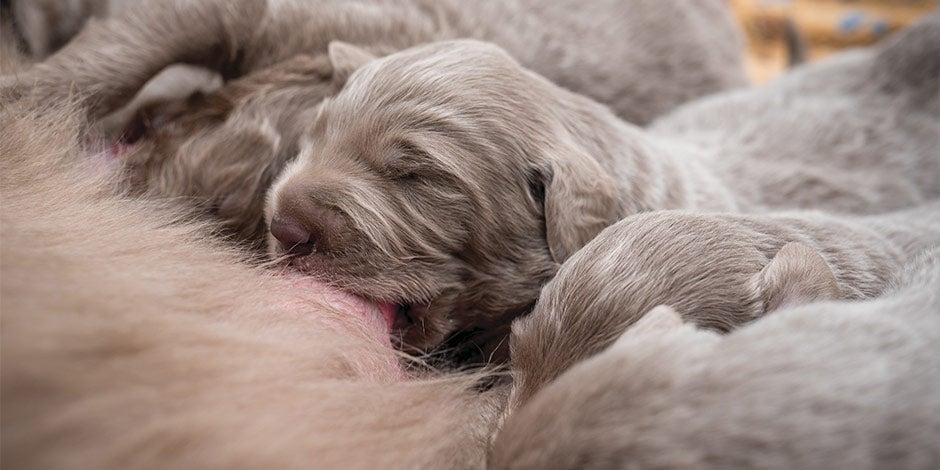 Qué pasa si un cachorro come comida de adulto - Lactancia Recién nacidos recibiendo su dieta adecuada: leche materna. Mirá qué pasa si un cachorro come comida de adulto.