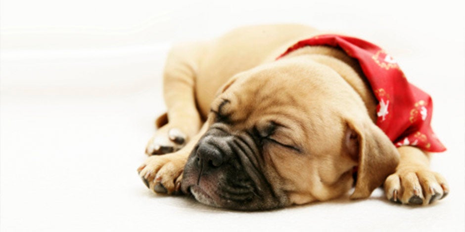Qué pasa si un cachorro come comida de adulto - Letargo Letargo y menos energía, como en este cachorro dormilón, es lo que pasa si un cachorro come comida de adulto.