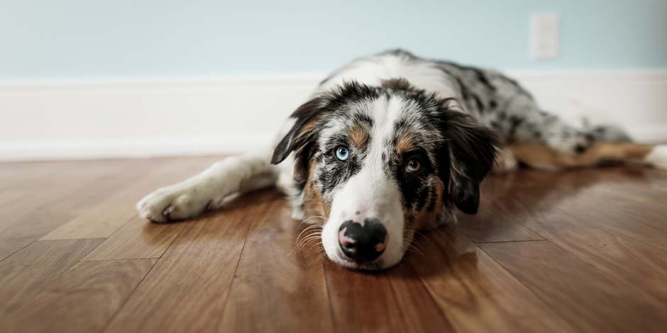 Alimento renal para perro – Malestar Si tu mascota presenta molestias en sus riñones, considerá darle alimento renal para perro. Pastor australiano en el suelo.