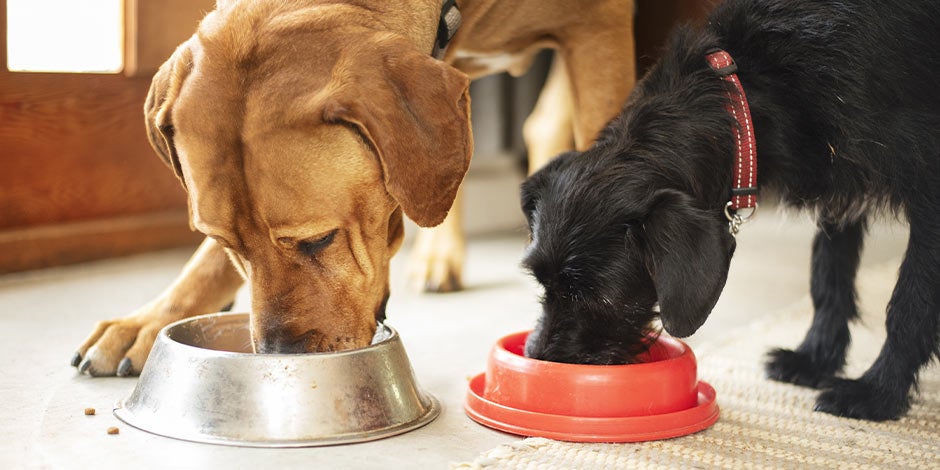 Alimento renal para perro Pareja de canes comiendo su alimento renal para perro de sus comederos.