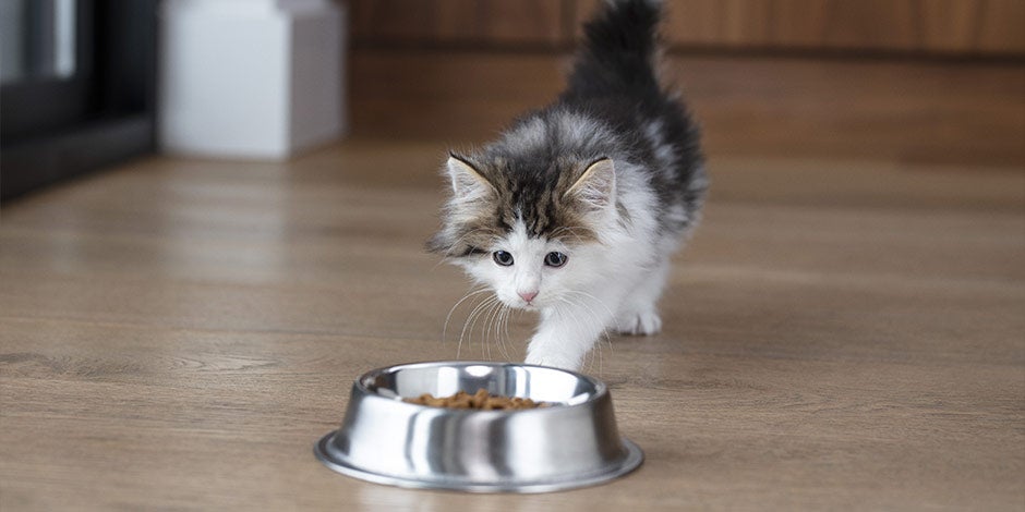 Cambio de alimento en gatos - Gatito Gatito acercandose a su comedero. Cambio de alimento en gatos.