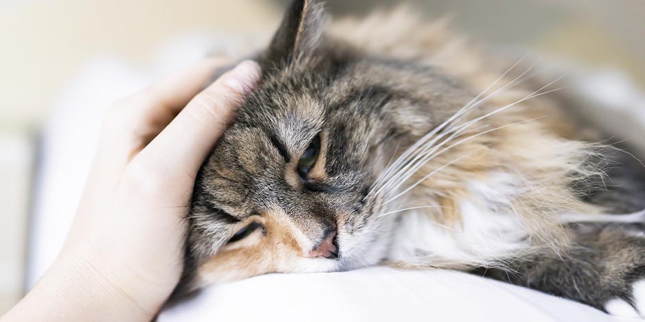 Cambio de alimento en gatos – Michi indispuesto Un inadecuado cambio de alimento en gatos puede enfermar a tu mascota. Michi indispuesto.