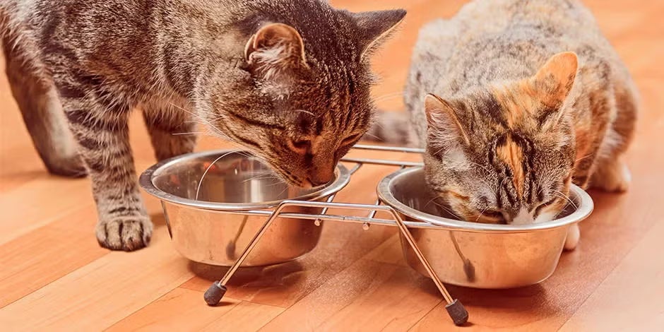 Cambio de alimento en gatos Dos michis compartiendo comedero. Cambio de alimento en gatos