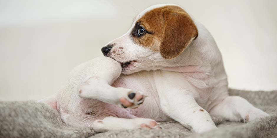 Diarrea en perros – Jack Russell Jack Russell mordiéndose por posibles parásitos. En ocasiones, estos son la causa de la diarrea en perros.
