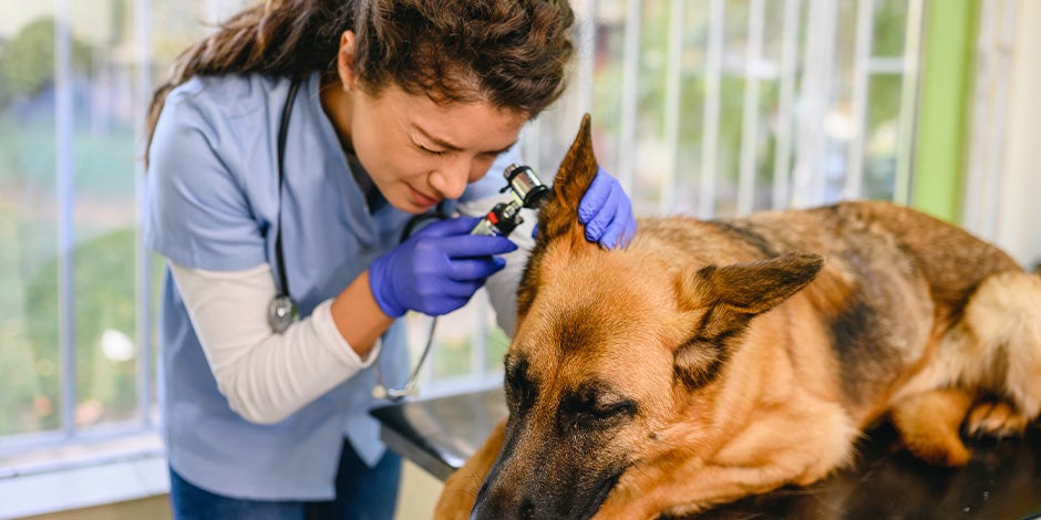 Diarrea en perros - Revisión Can en revisión veterinaria. A veces, en casos de alergia alimentaria, también puede haber diarrea en perros.