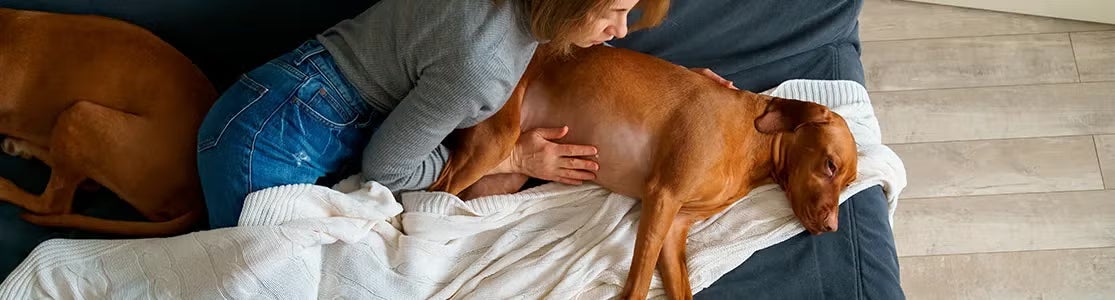 diarrea en perros Tutora junto a su mascota indispuesta con el abdomen hinchado. Diarrea en perros.