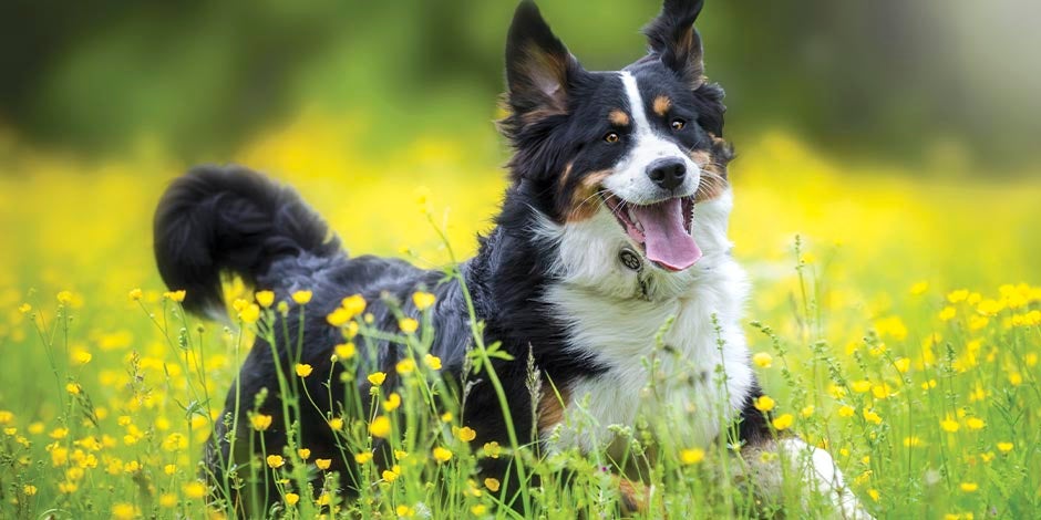 Dieta blanda para perros – Prado con flores Perro corriendo en un prado con flores. La dieta blanda para perros puede darle bienestar a tu mascota.
