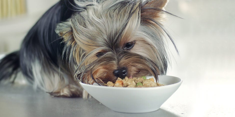 Dieta blanda para perros - Yorkshire Yorkshire comiendo una alternativa de dieta blanda para perros de su comedero.