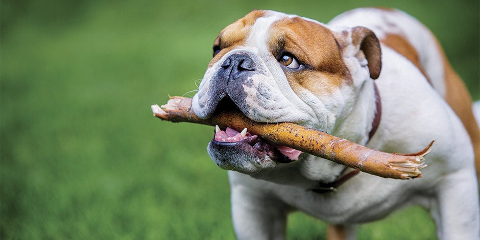 Fibra para perros - Bulldog Bulldog: una de las razas propensas al sobrepeso. Nutrilo con adecuada fibra para perros para prevenirlo.