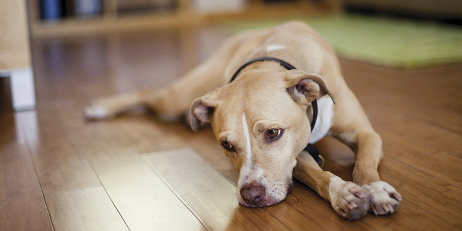 Fibra para perros - Estreñimiento Fibra insuficiente para los perros puede causar estreñimiento y por ende, incomodidad. Perro en el suelo.