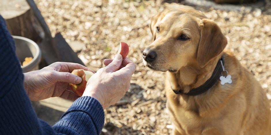 Fibra para perros - Manzana Algunas frutas contienen fibra y son buenas para los perros, como esta manzana que le ofrecen a este can.