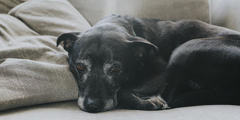 Fibra para perros – Perro senior La fibra puede mejorar en gran manera la calidad de vida para los perros senior, como el de la imagen.