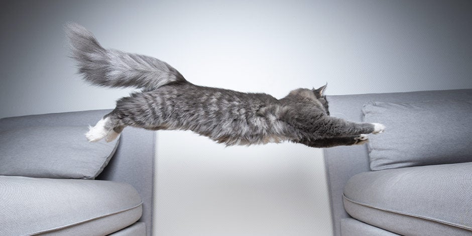 Gato gordo - Ejercicio Prevení que tu gato se haga gordo con ejercicio y juegos que lo estimulen a moverse. Gato saltando entre sofás.