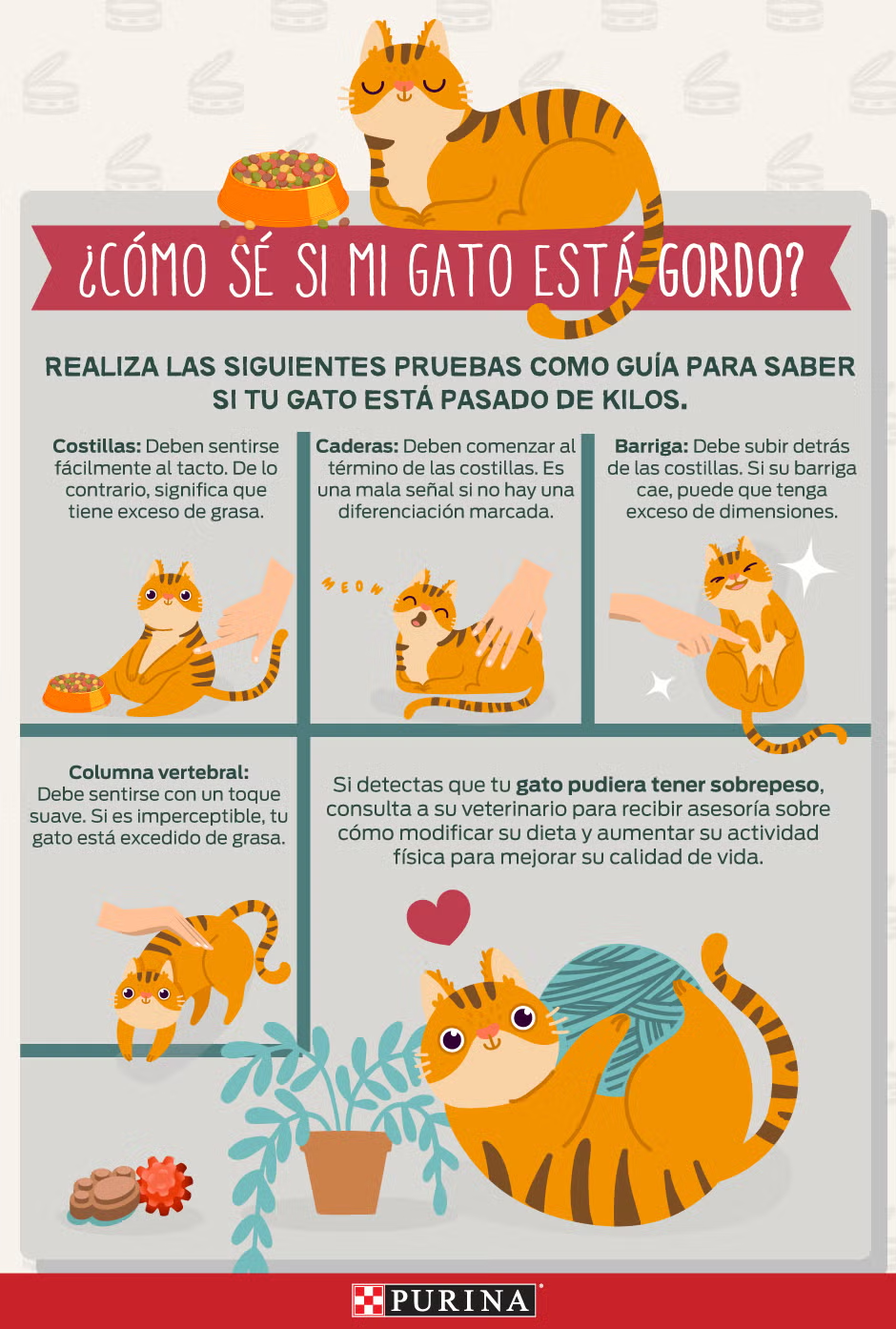 Gato gordo - Infografía Infografía para aprender a identificar si un gato está gordo.