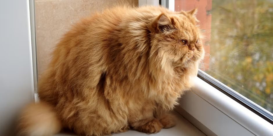 Gato gordo – Persa junto a ventana Gato gordo de raza persa sentado junto a una ventana.