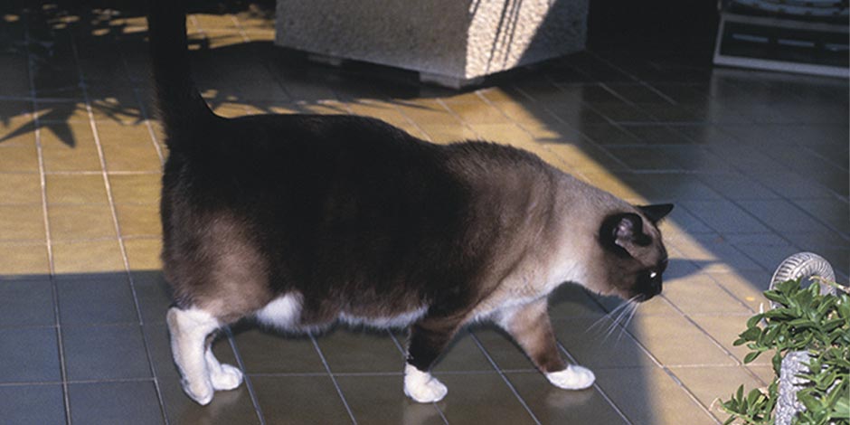 Gato gordo caminando Gato gordo siamés caminando. Vista lateral