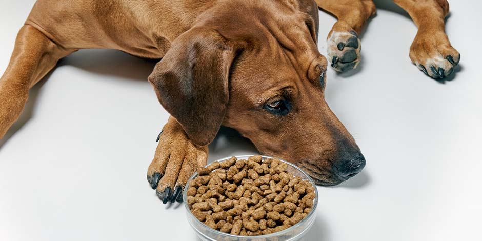 Mi perro no quiere comer Perro marrón sin apetito junto a su plato de comida. Mi perro no quiere comer
