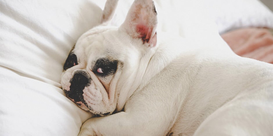 Peso ideal en perros – Bulldog indispuesto Bulldog francés acostado con indisposición. Peso ideal en perros
