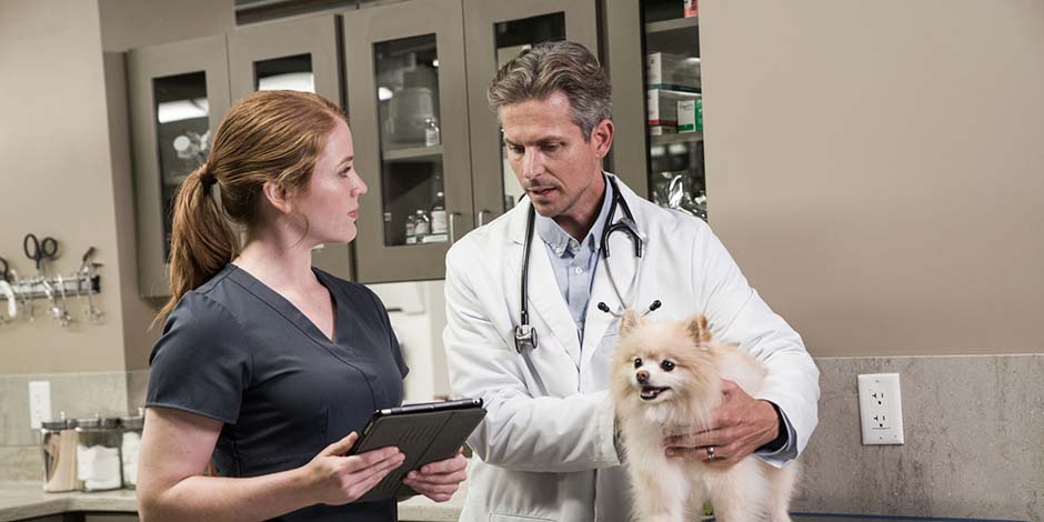 Peso ideal en perros - Veterinarios Veterinarios examinando a un pomerania para validar si está en el peso ideal en esta raza de perros.