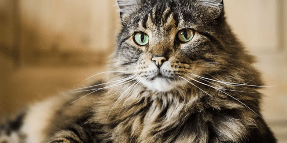 Piel y pelo de gato – Maine coon Aprendé cómo cuidar el pelo de un gato, como este Maine coon y protegé su bienestar.