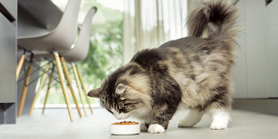 Piel y pelo de gato - Nutrición Una correcta nutrición es clave para el bienestar del pelo de un gato. Michi comiendo.