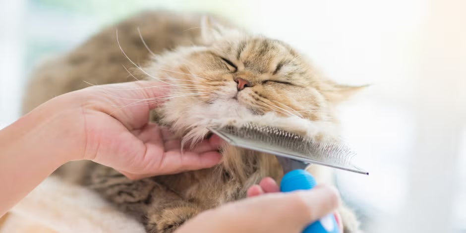 Piel y pelo de gato - Persa Pelo de gato persa color crema siendo cepillado por su tutor.