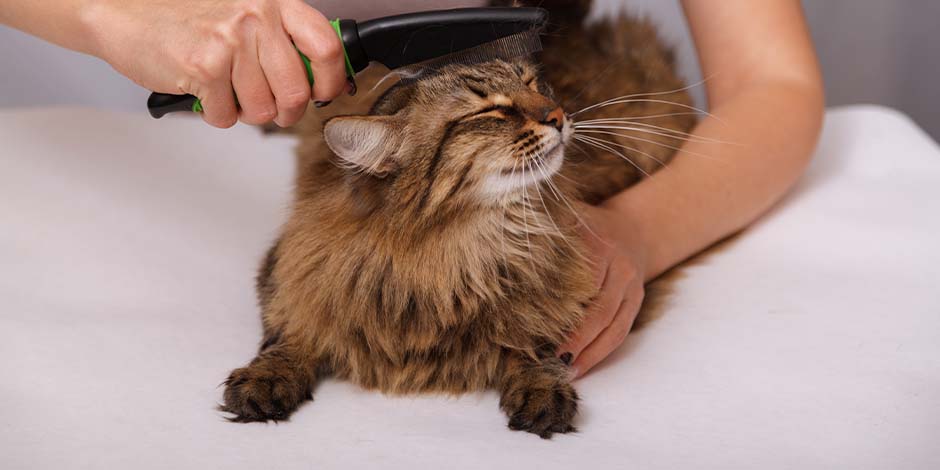Piel y pelo de gato – Cepillado de siberiano Cepillado de pelo de un gato siberiano. Cuidá el pelaje de tu mascota con amor, cepillado y PURINA®.
