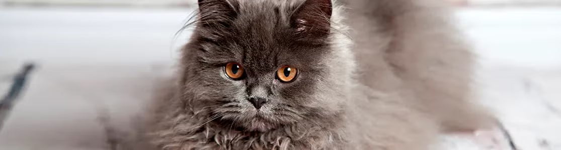 Piel y pelo de gato El pelo de un gato ayuda a protegerlo y le da la apariencia que amamos. Gato persa gris.