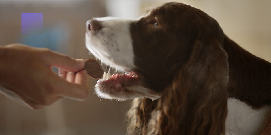 Probióticos para perros – Buena digestión Los probióticos para perros mejoran la digestión de la mascota. Can recibiendo comida de su tutor.