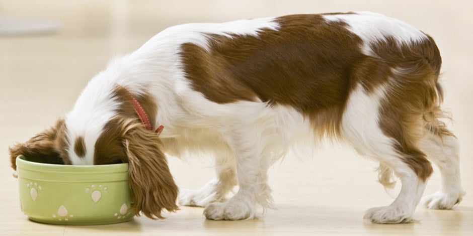Probióticos para perros Los probióticos para perros son claves para su nutrición. Mascota comiendo con su cabeza en el comedero.