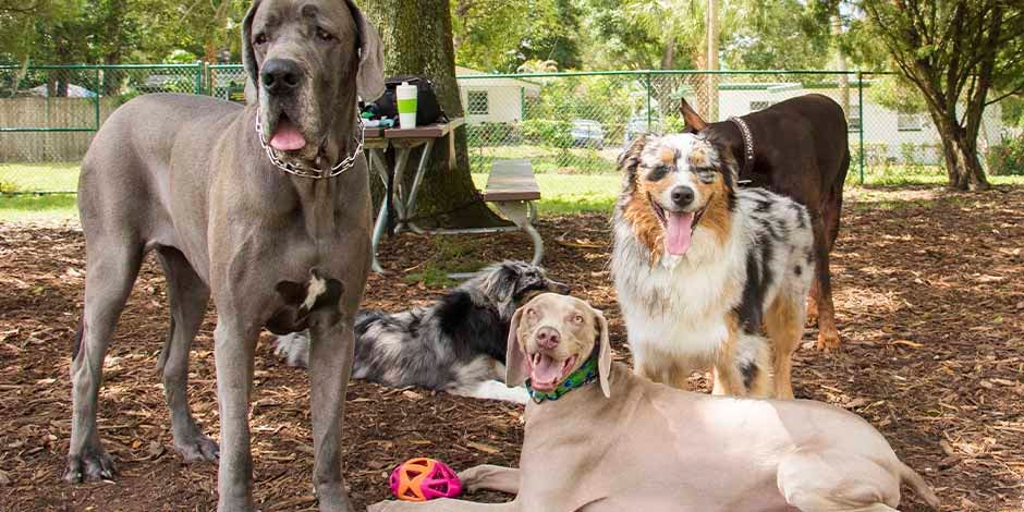 Problemas de piel en perros – Grupo de perros Los problemas de piel en perros pueden afectar incluso la comunicación del animal. Grupo de perros.