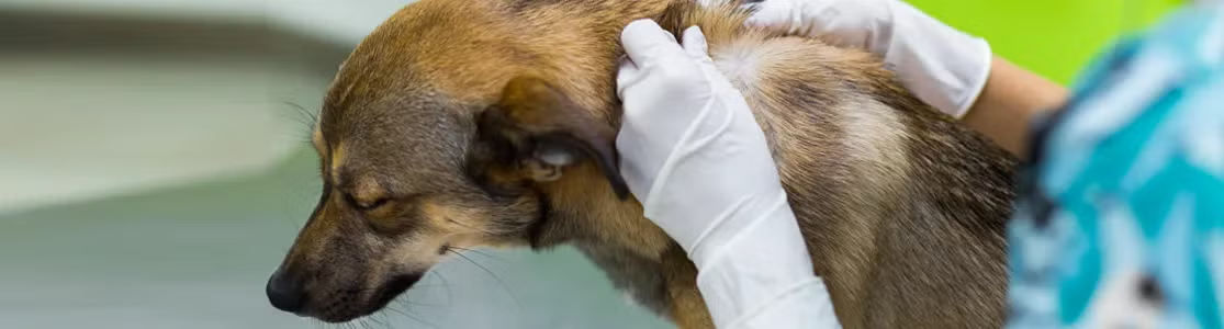 Problemas de piel en perros - Veterinario Can siendo revisado por un veterinario para determinar presencia de problemas de piel en perros