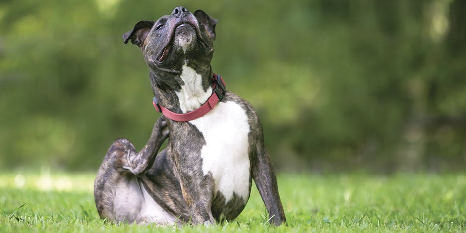 Problemas de piel en perros La comezón podría tomarse como síntoma de problemas de piel en perros. Can rascándose.