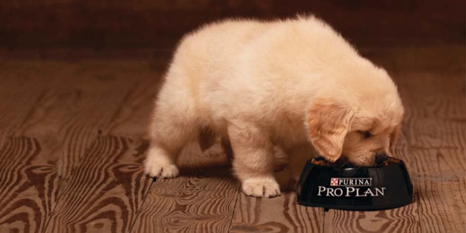 Proteína para perros – Cachorro comiendo PRO PLAN® Cachorro comiendo su alimento PRO PLAN®, con proteína para su desarrollo y el bienestar de los perros.