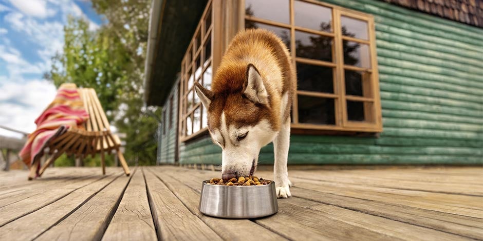 Proteína para perros Husky comiendo su alimento con proteína para perros.
